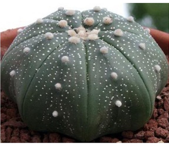 Astrophytum Asterias (Sand Dollar Cactus) Seeds